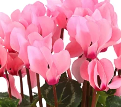 Dehner Grabschmuck & Grabgestaltung > Midi Alpenveilchen, verschiedene Farben