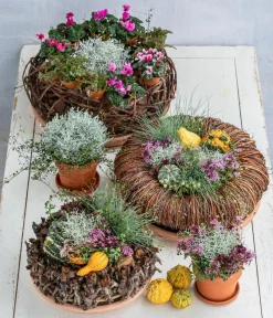 Dehner Grabschmuck & Grabgestaltung > Midi Alpenveilchen, verschiedene Farben
