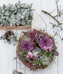 Dehner Grabschmuck & Grabgestaltung > Midi Alpenveilchen, verschiedene Farben