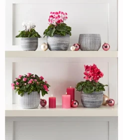 Dehner Grabschmuck & Grabgestaltung > Midi Alpenveilchen, verschiedene Farben