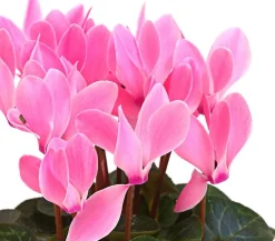 Dehner Grabschmuck & Grabgestaltung > Midi Alpenveilchen, verschiedene Farben