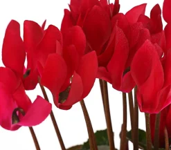 Dehner Grabschmuck & Grabgestaltung > Midi Alpenveilchen, verschiedene Farben