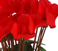Dehner Grabschmuck & Grabgestaltung > Midi Alpenveilchen, verschiedene Farben