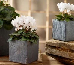 Dehner Grabschmuck & Grabgestaltung > Midi Alpenveilchen, verschiedene Farben