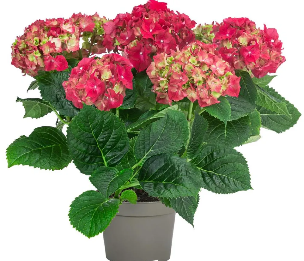 Dehner Midi Hortensie - Hydrangea macrophylla, verschiedene Farben Discount