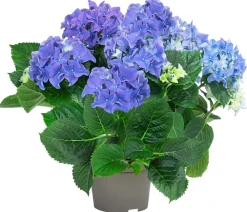 Dehner Midi Hortensie - Hydrangea macrophylla, verschiedene Farben Discount