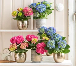 Dehner Midi Hortensie - Hydrangea macrophylla, verschiedene Farben Discount