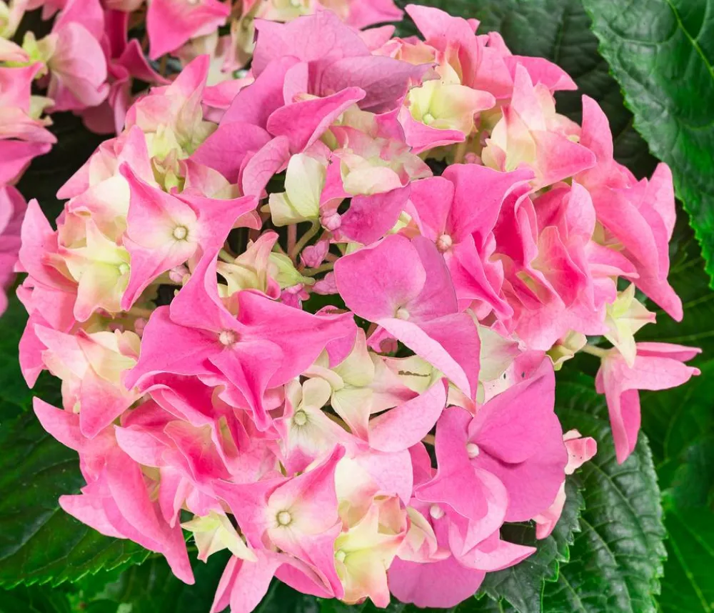 Dehner Midi Hortensie - Hydrangea macrophylla, verschiedene Farben Discount
