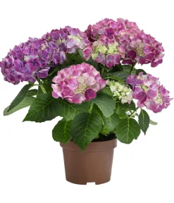 Dehner Midi-Hortensie - Hydrangea macrophylla 'Tabletensia' Rosa Clearance