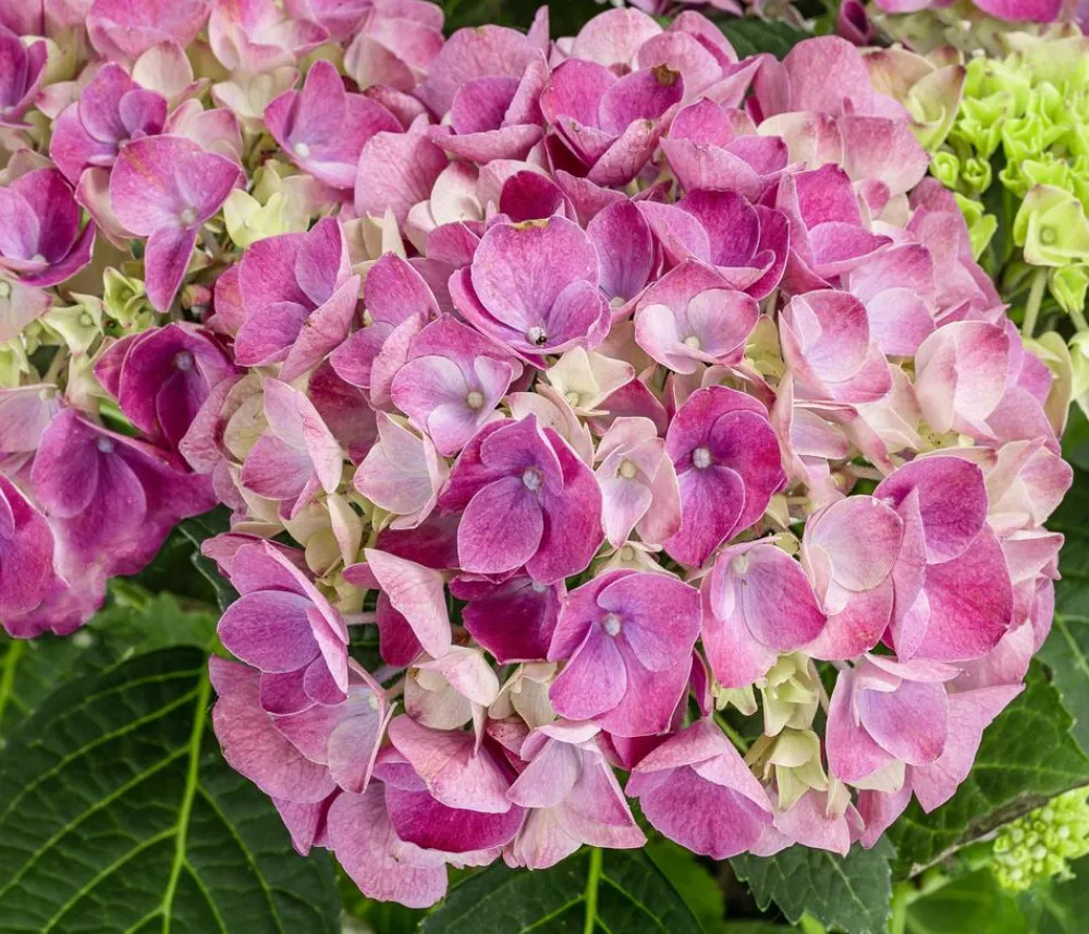 Dehner Midi-Hortensie - Hydrangea macrophylla 'Tabletensia' Rosa Clearance