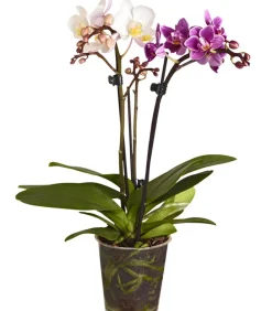 Dehner Orchideen > Midi Schmetterlingsorchideen-Duo - Phalaenopsis cultivars