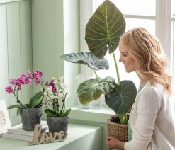 Dehner Midi Schmetterlingsorchidee - Phalaenopsis cultivars, zweitriebig, verschiedene Sorten Best