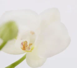 Dehner Midi Schmetterlingsorchidee - Phalaenopsis cultivars, zweitriebig, verschiedene Sorten Best