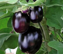 Dehner Auberginen- & Tomatenpflanzen|Gartengemüse > Mini Aubergine