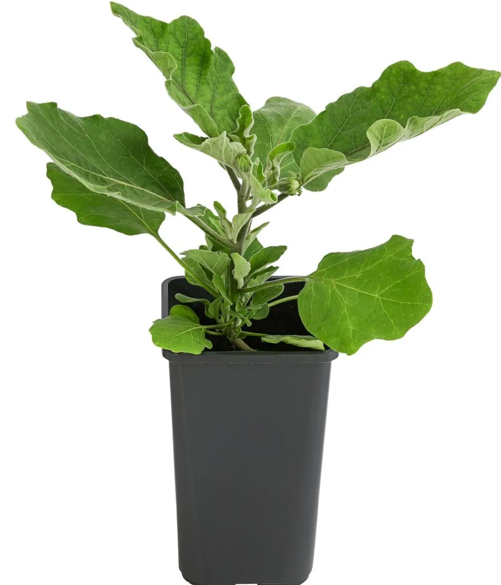 Dehner Auberginen- & Tomatenpflanzen|Gartengemüse > Mini Aubergine