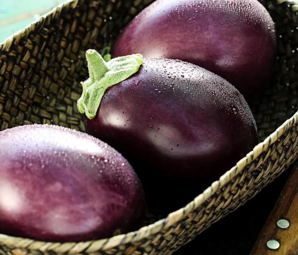 Dehner Mini Aubergine Lila Hot