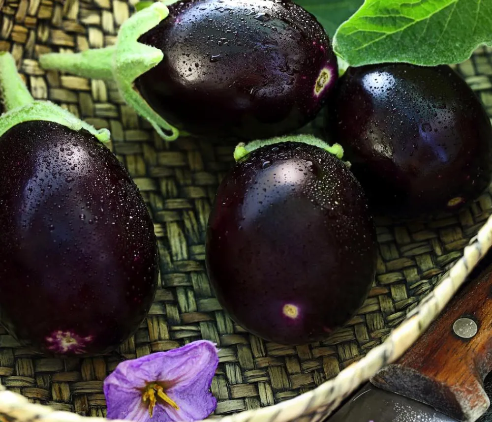 Dehner Mini Aubergine Lila Hot