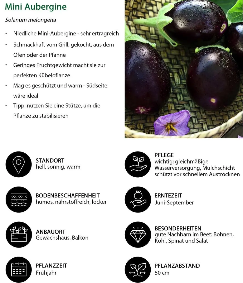 Dehner Mini Aubergine Lila Hot