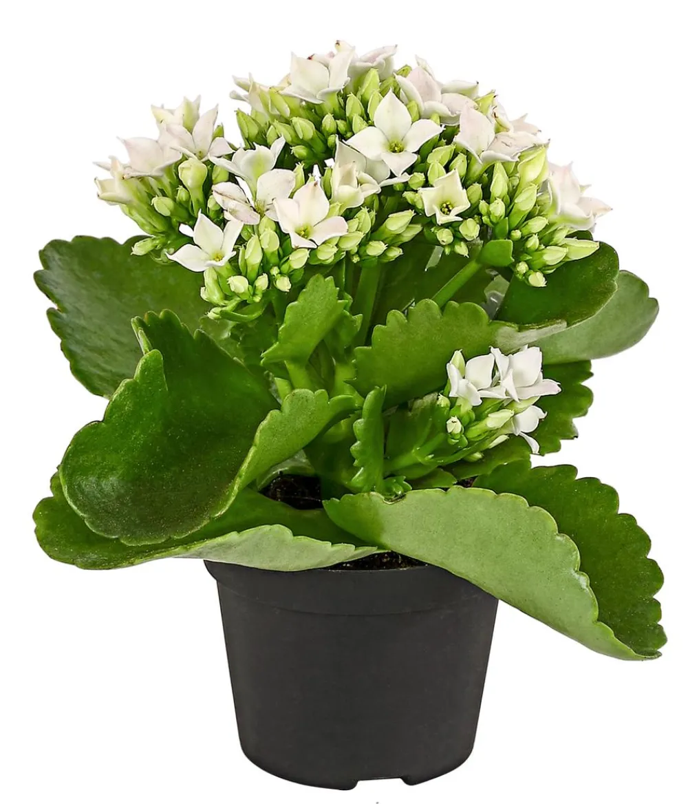 Dehner Mini Flammendes Käthchen - Kalanchoe blossfeldiana Weiß Outlet
