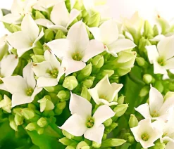 Dehner Mini Flammendes Käthchen - Kalanchoe blossfeldiana Weiß Outlet