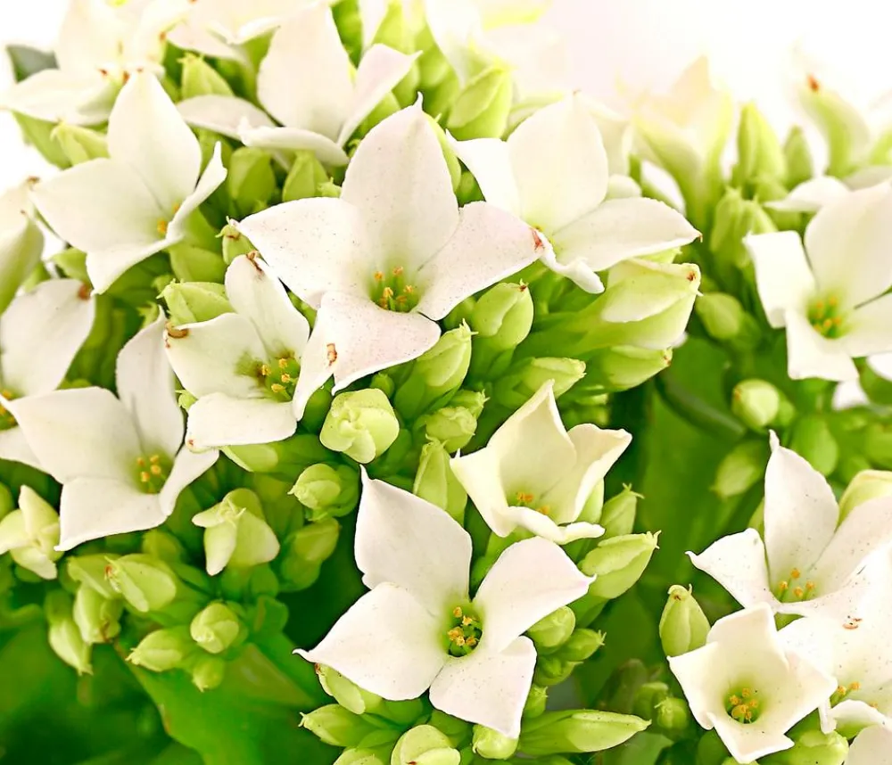 Dehner Mini Flammendes Käthchen - Kalanchoe blossfeldiana Weiß Outlet
