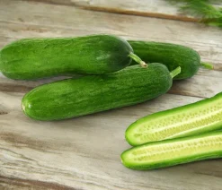 Dehner Zucchini- & Gurkenpflanzen > Minigurke