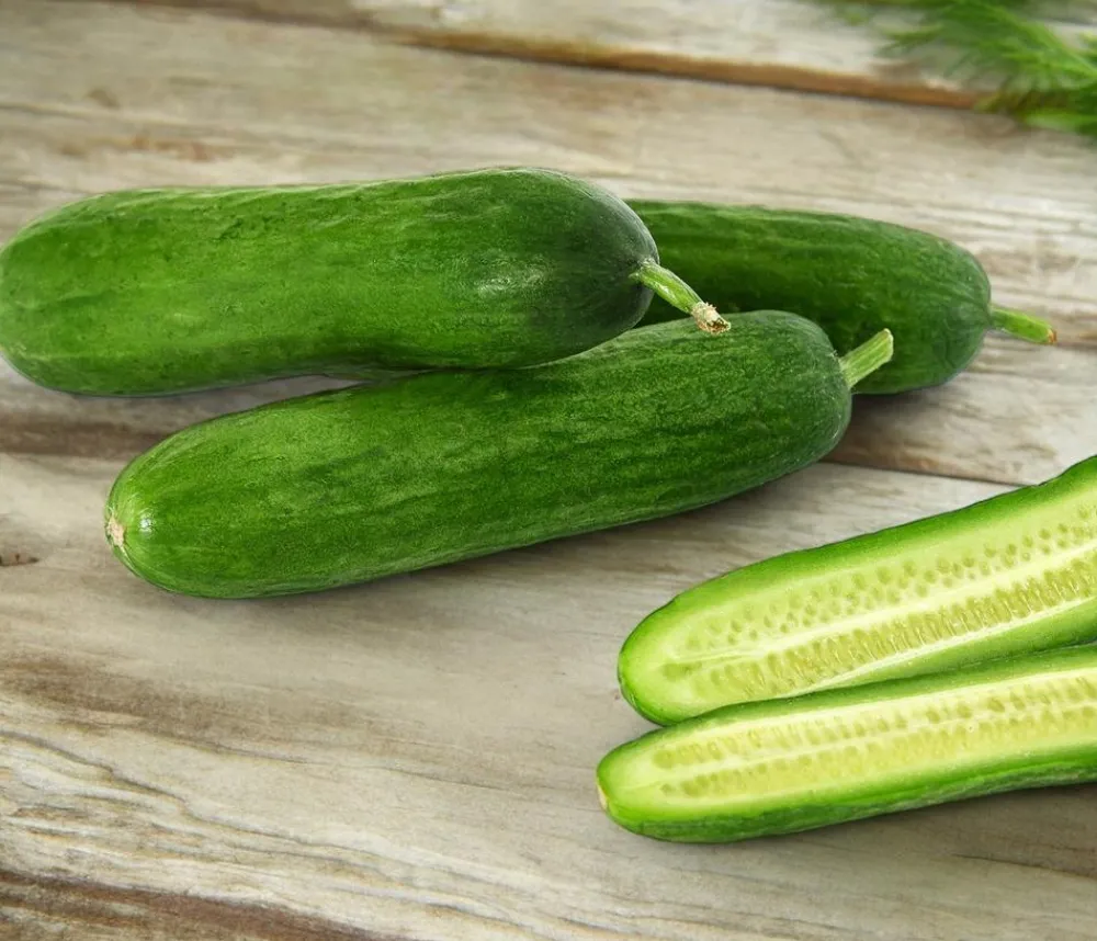 Dehner Zucchini- & Gurkenpflanzen > Minigurke