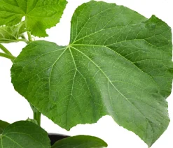 Dehner Zucchini- & Gurkenpflanzen > Minigurke