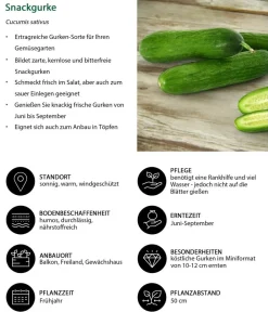 Dehner Zucchini- & Gurkenpflanzen > Minigurke