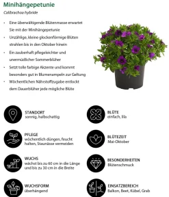 Dehner Petunien|Hängende Sommerblüher > Minihängepetunie