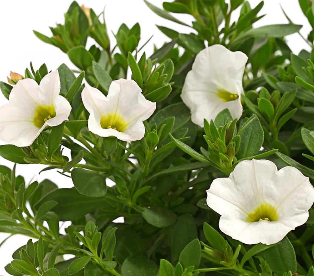 Dehner Minihängepetunie Weiß