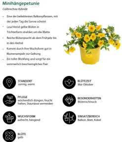 Dehner Petunien|Hängende Sommerblüher > Minihängepetunie,