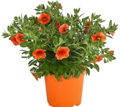 Dehner Minihängepetunie, Orange Hot