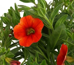 Dehner Minihängepetunie, Orange Hot
