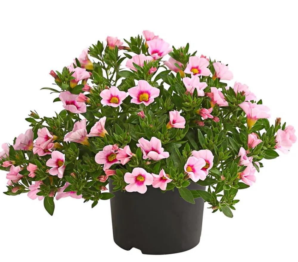 Dehner Petunien|Sommerblumen > Minihängepetunie 'Rosenauge'