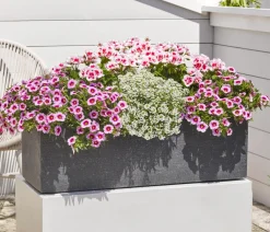 Dehner Petunien|Sommerblumen > Minihängepetunie 'Rosenauge'