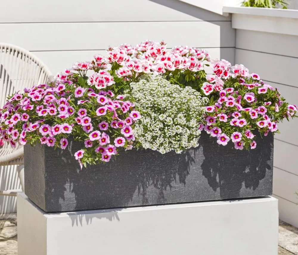 Dehner Petunien|Sommerblumen > Minihängepetunie 'Rosenauge'
