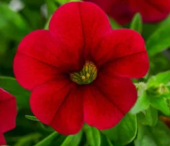 Dehner Petunien|Sommerblumen > Minihängepetunie, verschiedene Farben