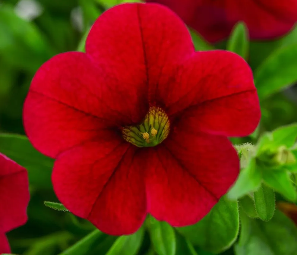Dehner Petunien|Sommerblumen > Minihängepetunie, verschiedene Farben