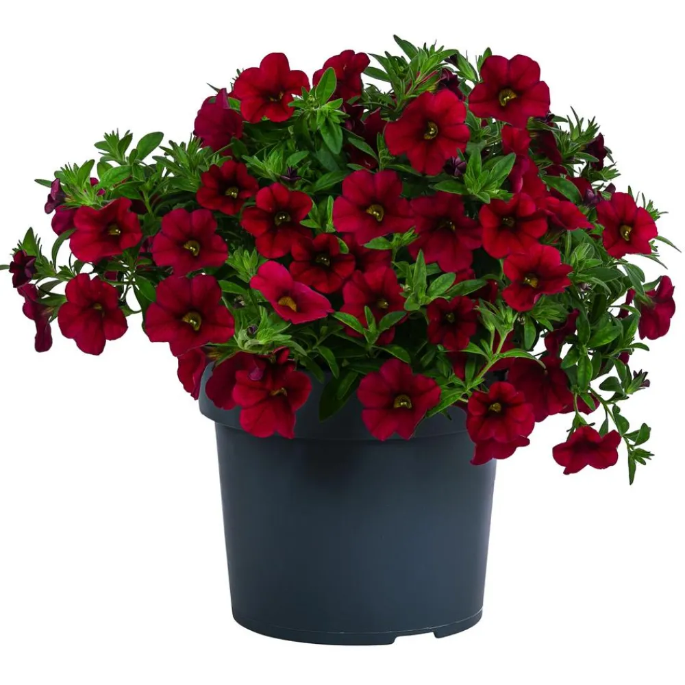 Dehner Petunien|Sommerblumen > Minihängepetunie, verschiedene Farben