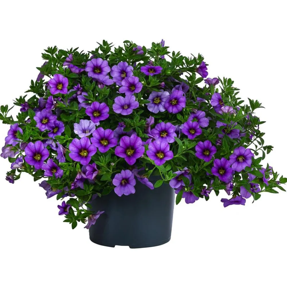 Dehner Petunien|Sommerblumen > Minihängepetunie, verschiedene Farben