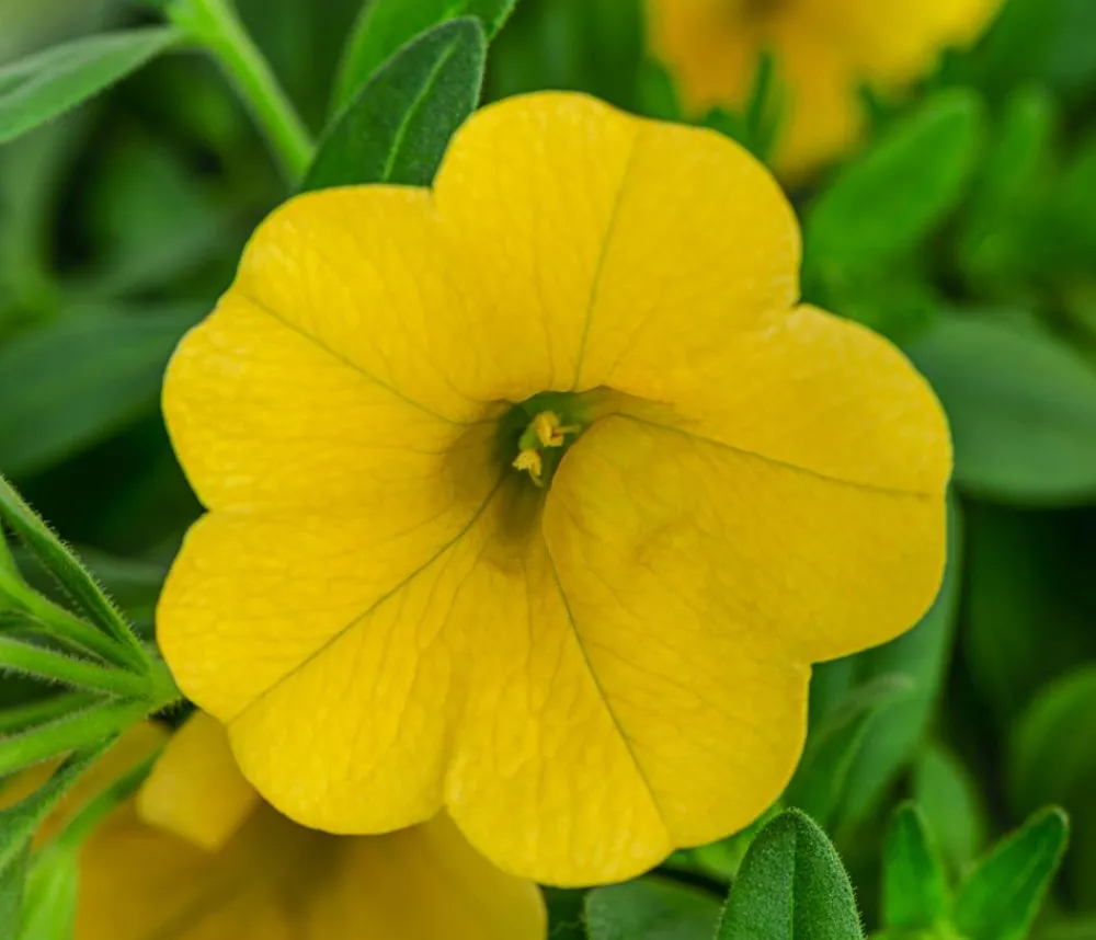 Dehner Petunien|Sommerblumen > Minihängepetunie, verschiedene Farben
