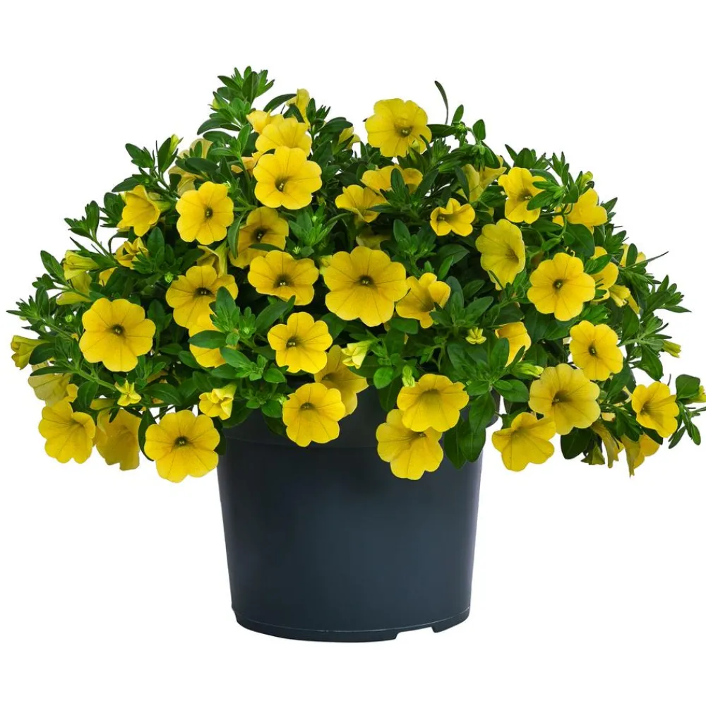 Dehner Petunien|Sommerblumen > Minihängepetunie, verschiedene Farben