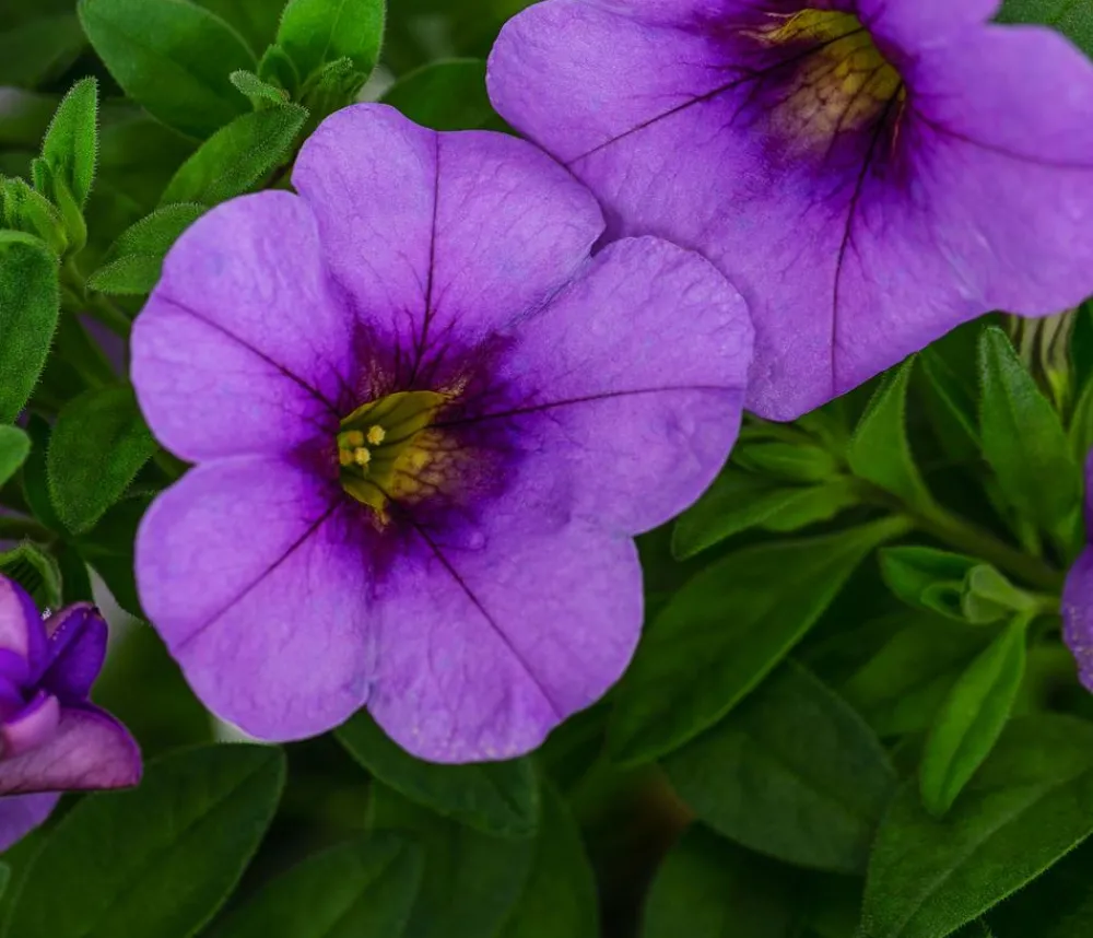 Dehner Petunien|Sommerblumen > Minihängepetunie, verschiedene Farben