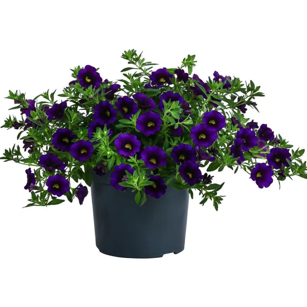 Dehner Petunien|Sommerblumen > Minihängepetunie, verschiedene Farben