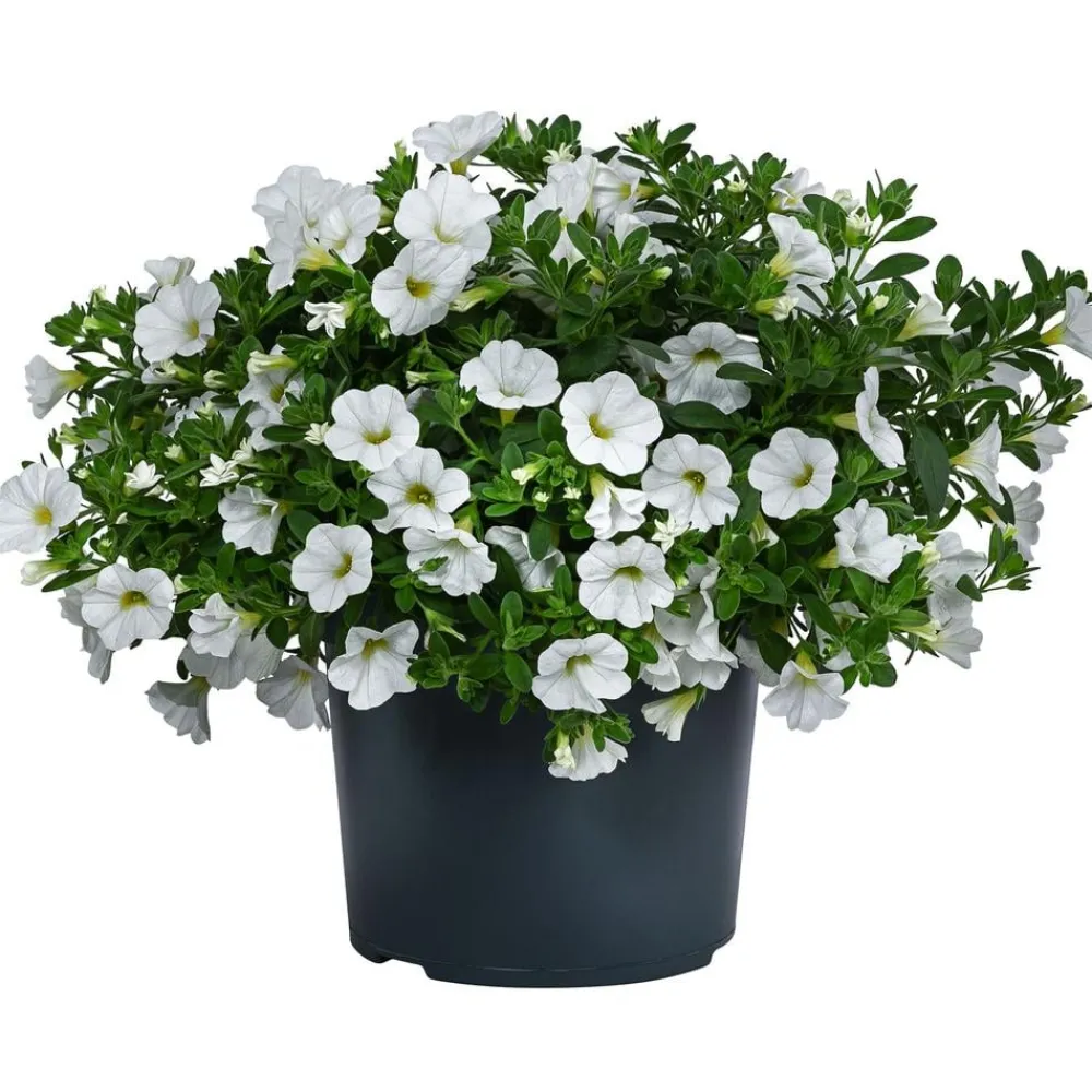 Dehner Petunien|Sommerblumen > Minihängepetunie, verschiedene Farben