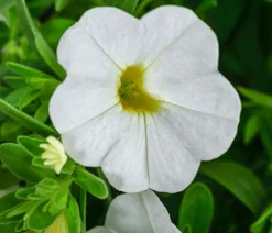 Dehner Petunien|Sommerblumen > Minihängepetunie, verschiedene Farben
