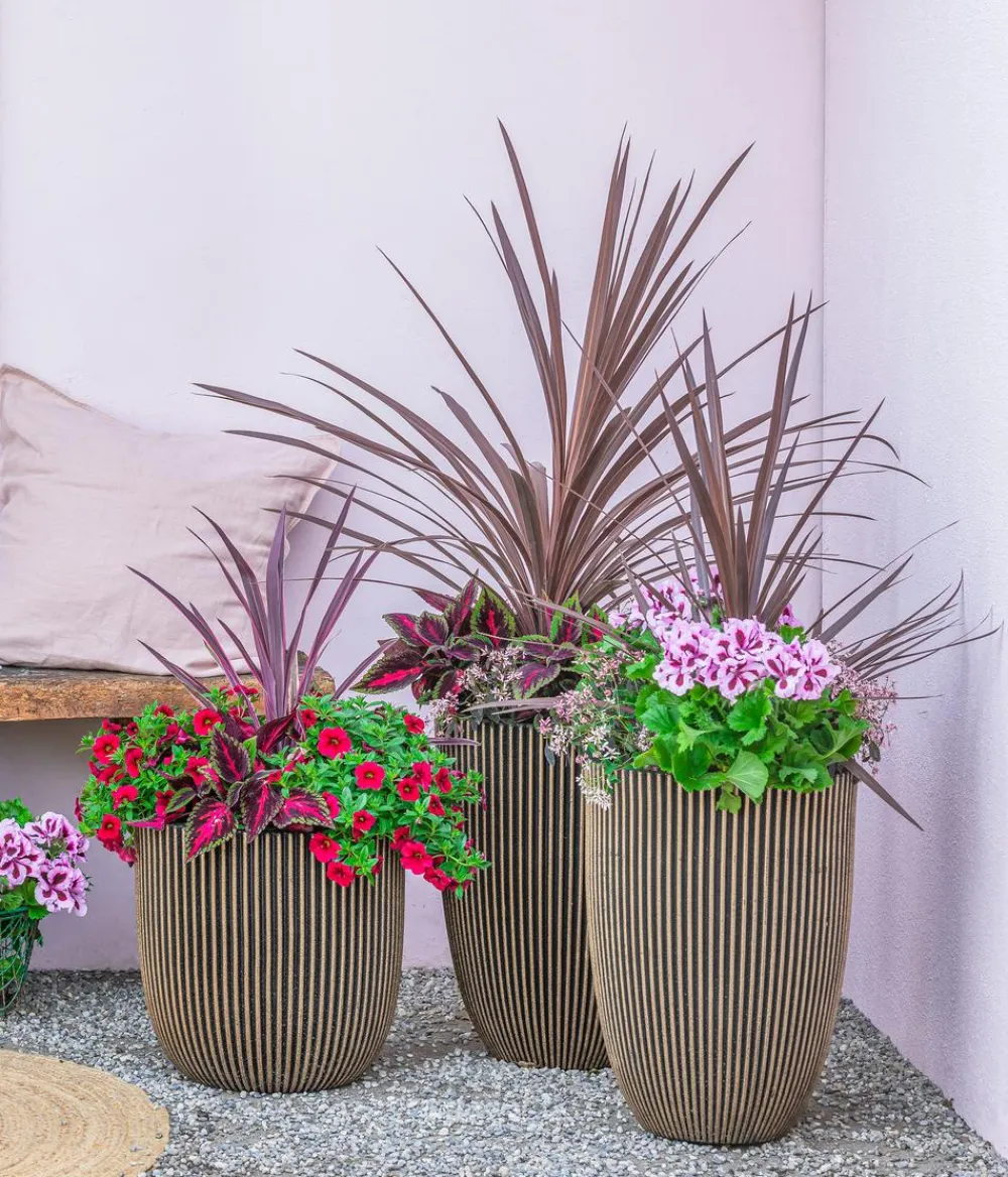 Dehner Petunien|Sommerblumen > Minihängepetunie, verschiedene Farben
