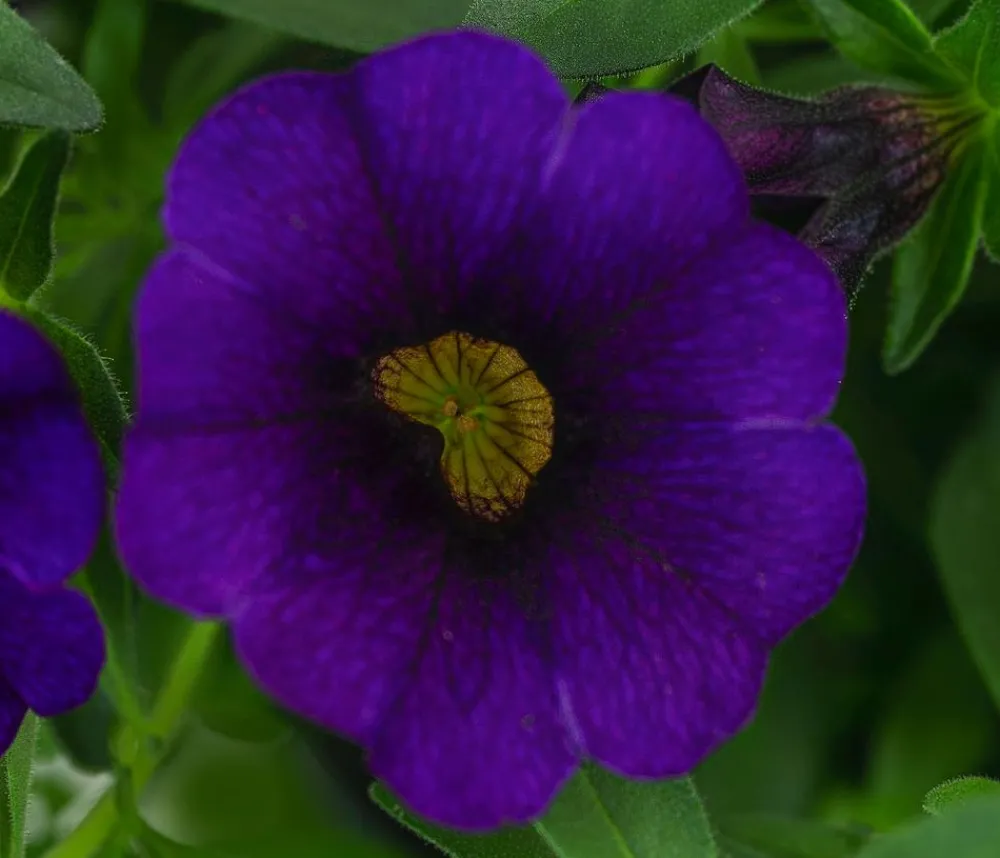 Dehner Petunien|Sommerblumen > Minihängepetunie, verschiedene Farben