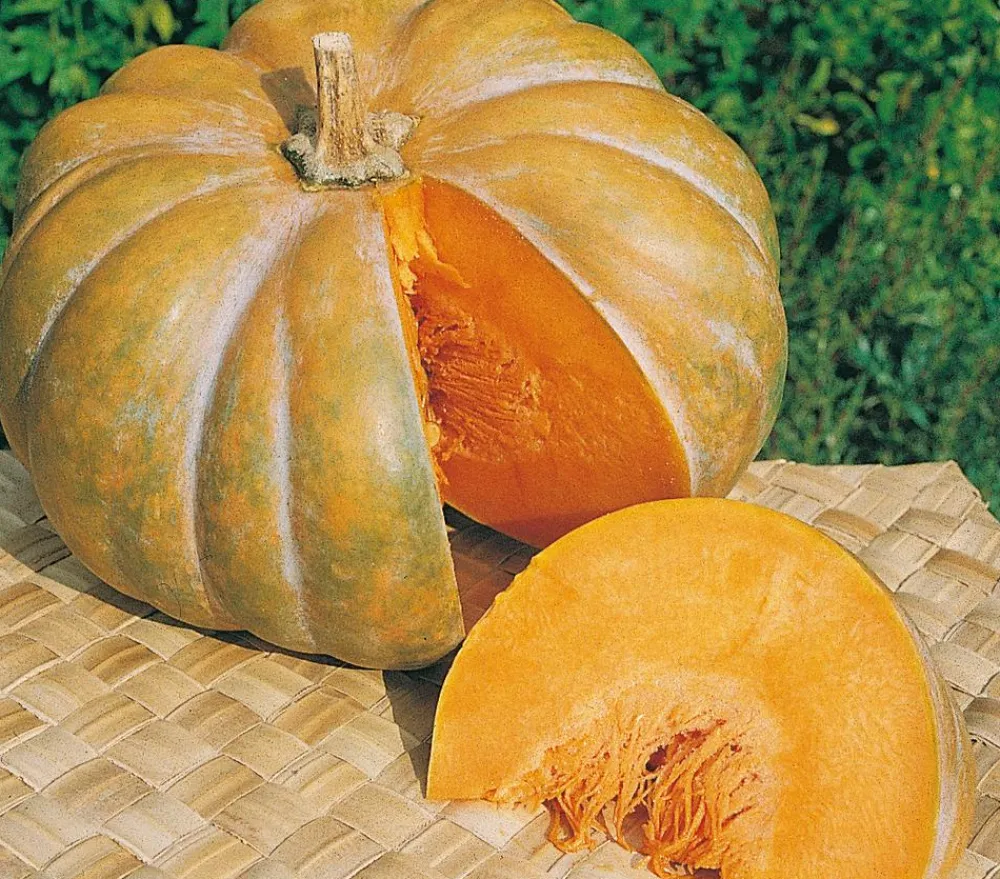 Dehner Gartengemüse|Melonen- & Kürbispflanzen - Mini Muskat-Kürbis Orange